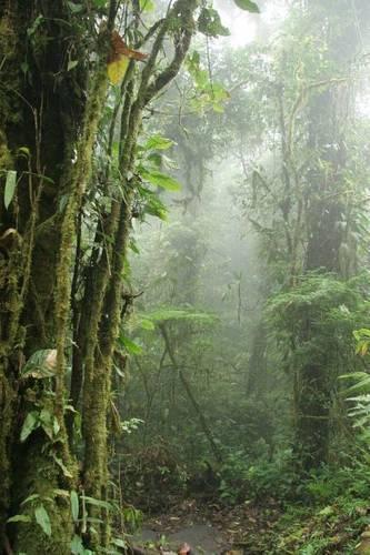 Monteverde Cloud Forest Nature Preserve Costa Rica Journal: 150 page lined notebook/diary(English)