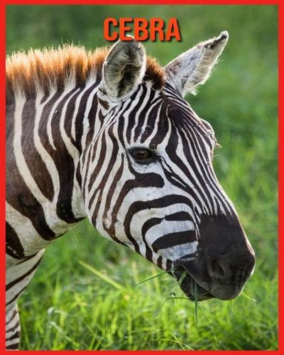 Cebra