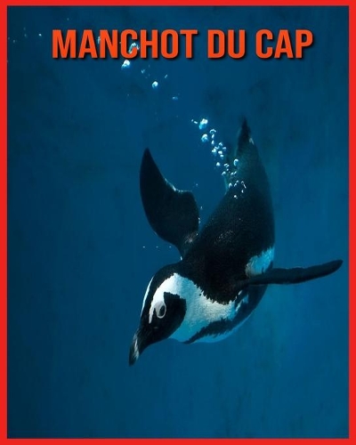 Manchot du Cap