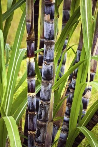 Sugar Cane Plant Journal