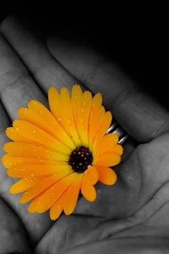 Mind Blowing Flower In Hard Journal: 150 page lined journals