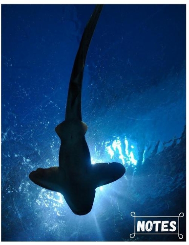 Notes: Beautiful Shark Composition Notebook for Adult/Children Animals Lovers to Writing Large (8.5x11 Inch. 21.59x27.94 cm.) Wide Ruled Lined Paper 120 Bl