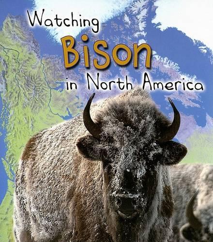 Watching Bison in North America