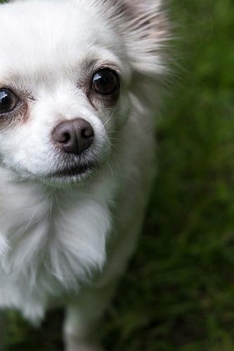White Chihuahua in the Grass Journal
