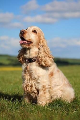 The Cocker Spaniel Dog Journal