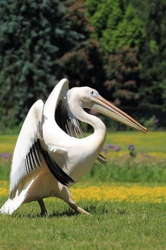 White Pelican Journal