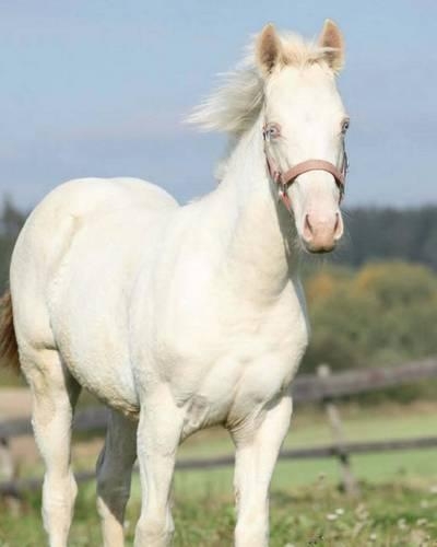 American Albino Horse: Artified Pets Horse Journal/Notebook/Diary(English)
