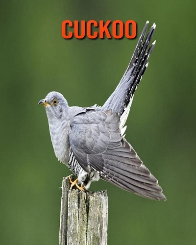 Cuckoo
