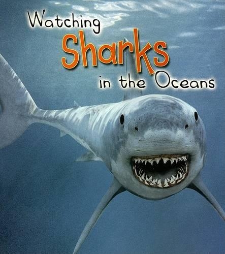 Watching Sharks in the Ocean