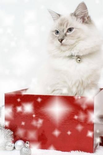A Cute Cat Sitting in a Christmas Gift Box