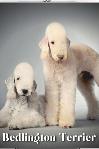 Bedlington Terrier