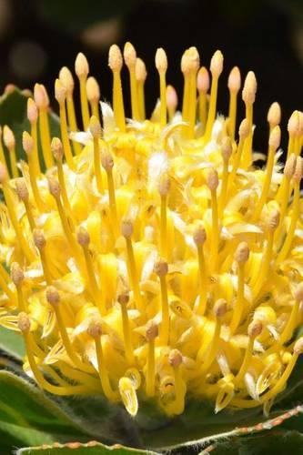 Pincushion-Proteaceae Blooming, for the Love of Flowers: Blank 150 Page Lined Journal for Your Thoughts, Ideas, and Inspiration(English)