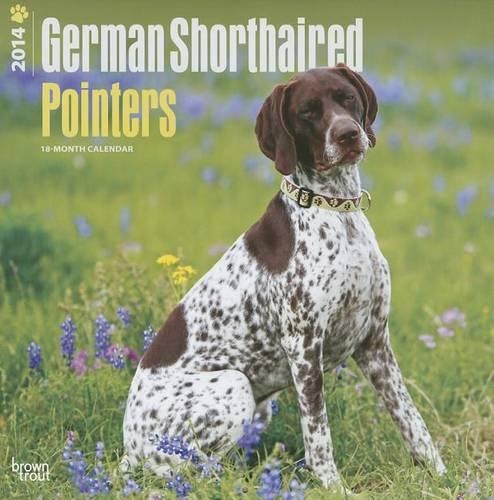 German Shorthaired Pointers