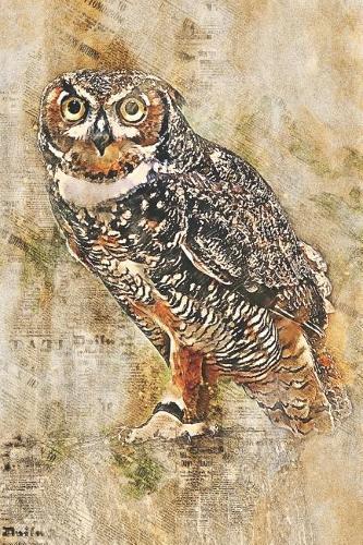 Owl Draw and Write Sketchbook Journal: Owl Notebook & Sketch Book Novelty Gift. 120 Pages, 6x9 inches. For Writing Ideas, Sketching & Doodling.