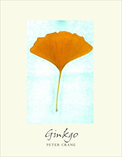 Ginkgo