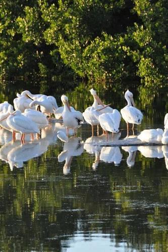 Pelicans on Sanibel Island in Florida, Birds of the World: Blank 150 Page Lined Journal for Your Thoughts, Ideas, and Inspiration(English)