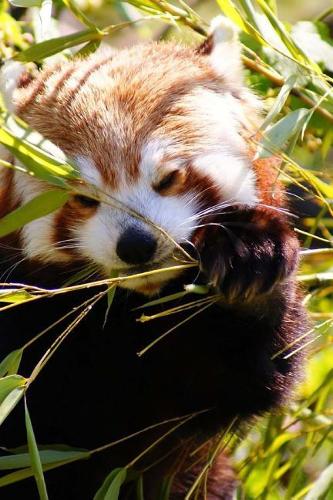 Mind Blowing Cute Red Panda Eating Bamboo With Paws 150 Page lined journal: 150 page lined journal