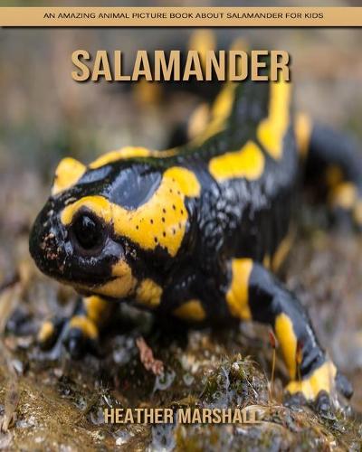 Salamander