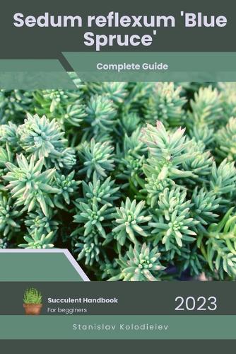 Sedum reflexum 'Blue Spruce'