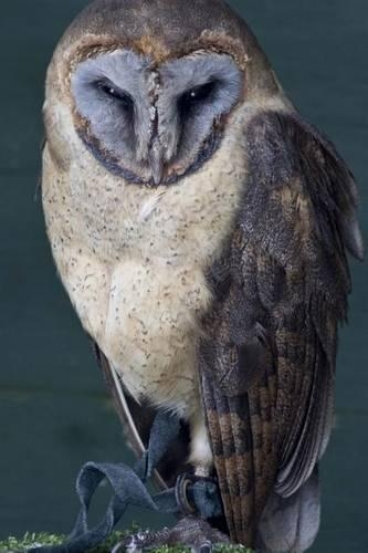 Ashy-faced Owl Journal