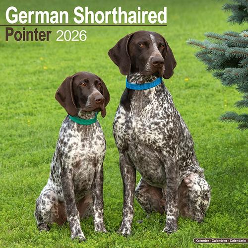 German Shorthair Pointer Calendar 2026  Square Dog Breed Wall Calendar - 16 Month