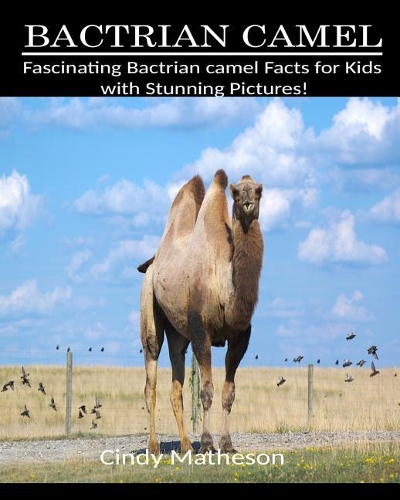 Bactrian Camel
