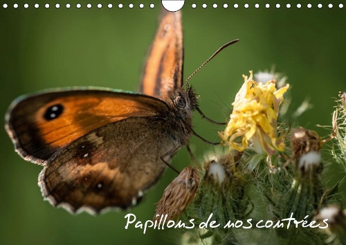 Papillons de nos contrées 2019