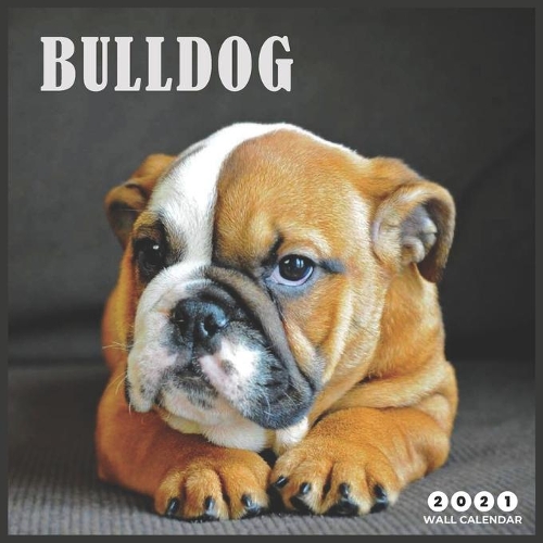 Bulldog 2021 Wall Calendar