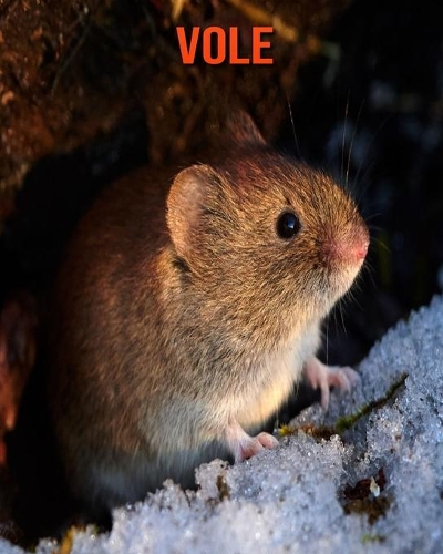 Vole: Fun Learning Facts About Vole