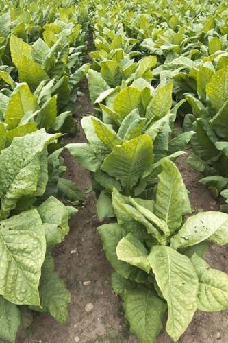 Tobacco Plants Farm Field Journal