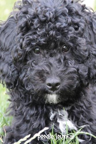 Poodle Journal