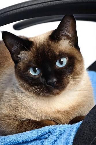 Sweet Seal-Point Siamese Cat Pet Journal