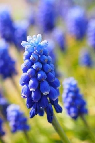Field of Blue Muscari Blooms, for the Love of Flowers: Blank 150 Page Lined Journal for Your Thoughts, Ideas, and Inspiration(English)