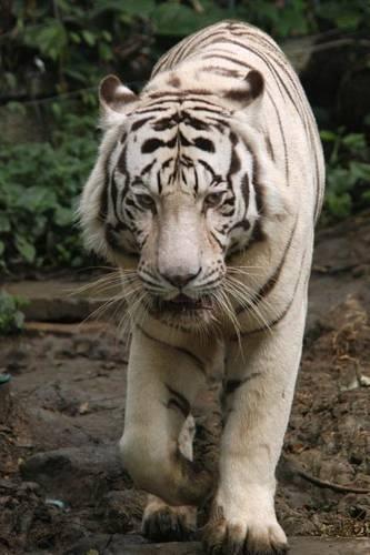 White Tiger Journal