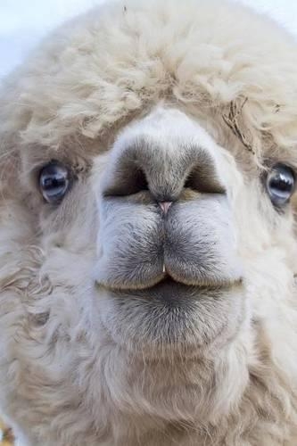 Wonderful White Alpaca Close-up Portrait Journal
