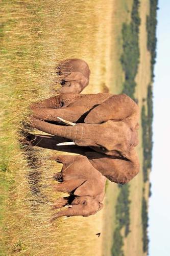 Three Elephants on the Plains in Kenya, Africa Journal