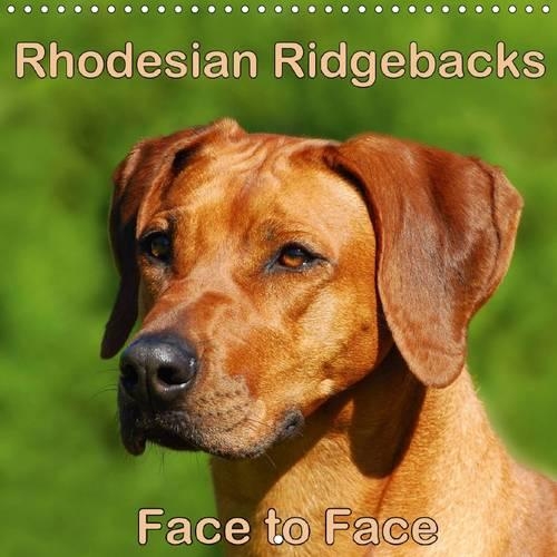 Rhodesian Ridgebacks Face to Face 2016: Beautiful portraits of the well known dog breed originated in South Africa, the Rhodesian Ridgeback.(Calvendo Animals)
