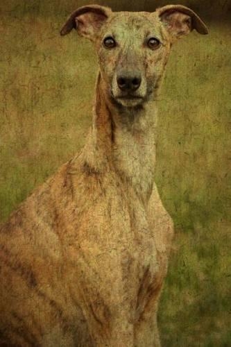 Whippet: Whippet(Renaissance Dogs)