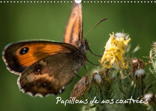 Papillons de nos contrées 2019