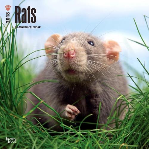 Rats 2018 Wall Calendar