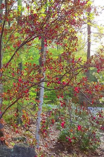 Springtime Journal Flowering Tree Pink
