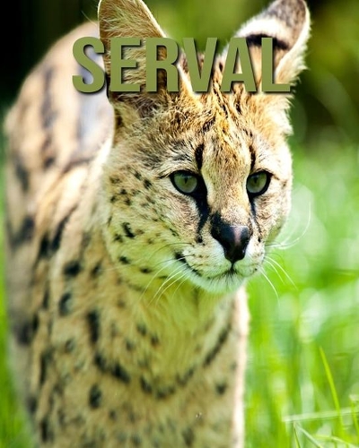 Serval: Amazing Pictures and Facts About Serval