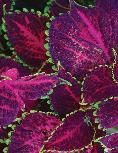 Purple Coleus Sketchbook