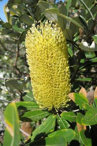 Banksia Plant in Australia Journal
