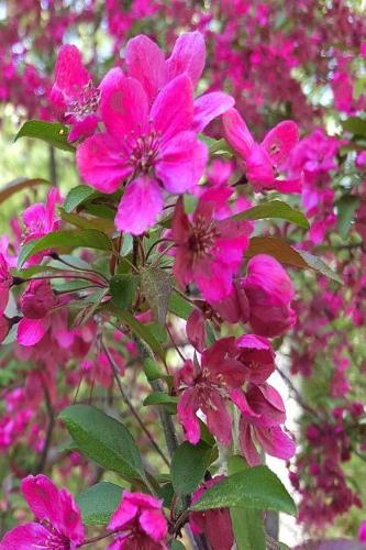 2019 Daily Planner Beautiful Springtime Blossoms 384 Pages