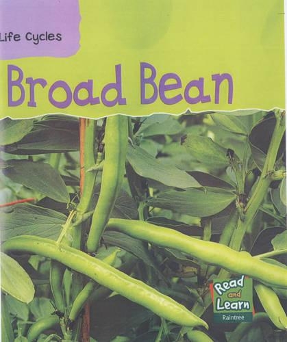 Broad Bean
