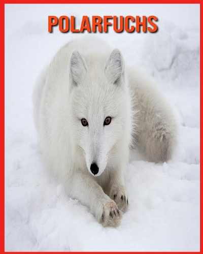 Polarfuchs