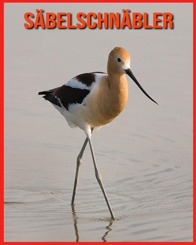 Säbelschnäbler: Erstaunliche Fakten & Bilder