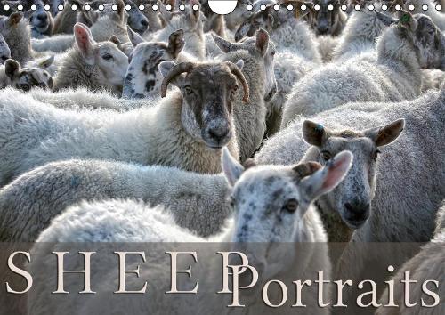 Sheep Portraits 2019: Discover 12 beautiful portraits of sheep in the countryside(Calvendo Animals)