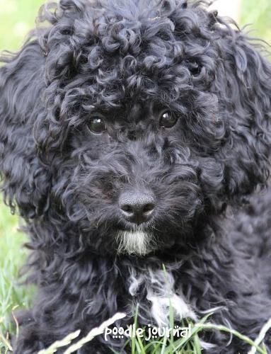 Poodle Journal